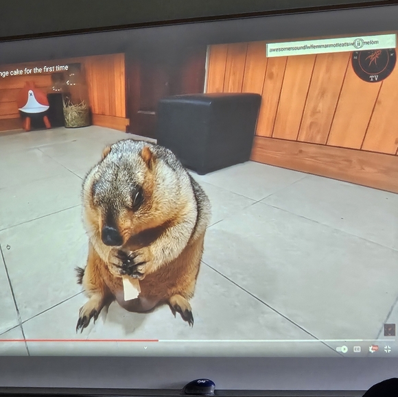 Meet your Posher, Kendall - Picture 4 of 6